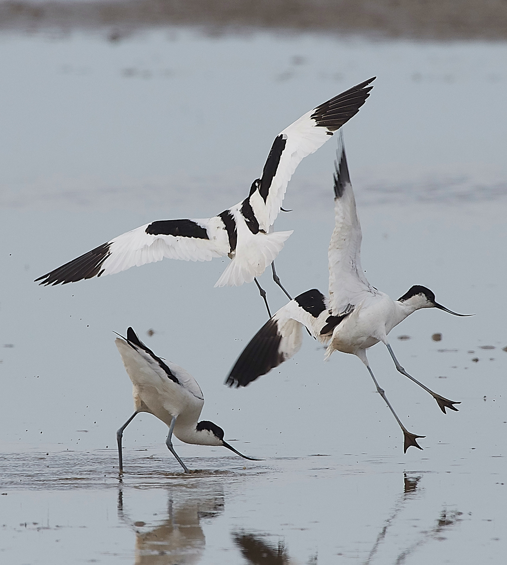 Avocet240518-79