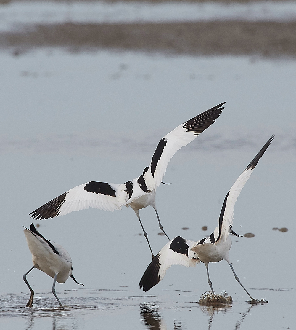Avocet240518-80