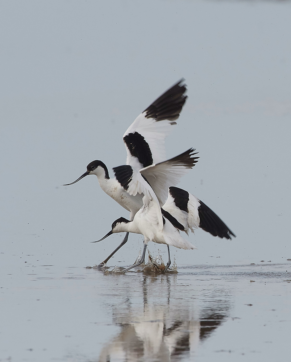 Avocet240518-81