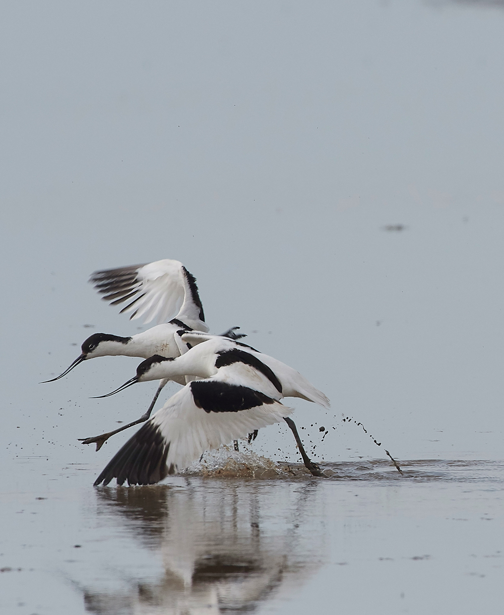 Avocet240518-82