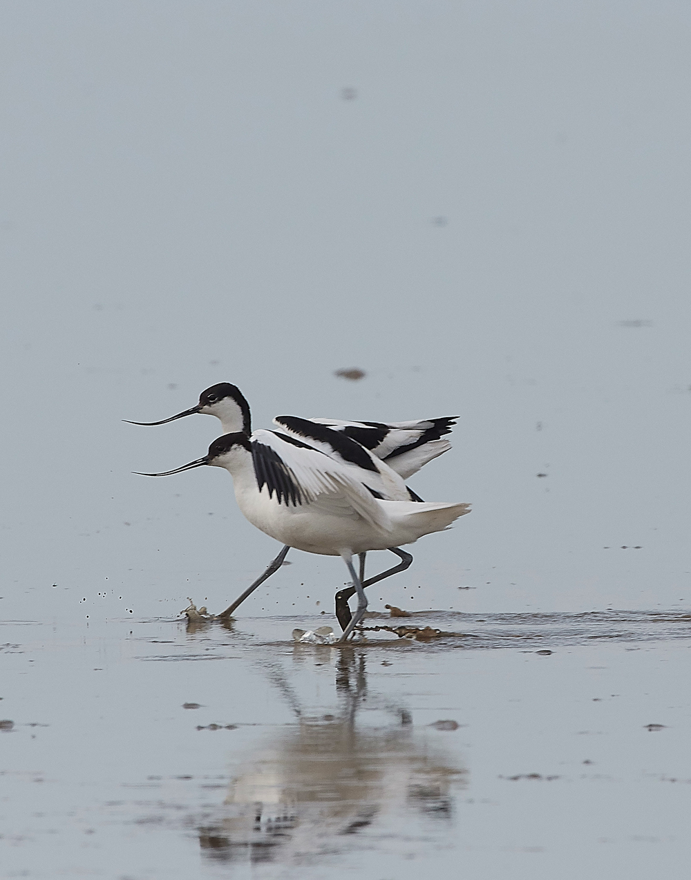 Avocet240518-83