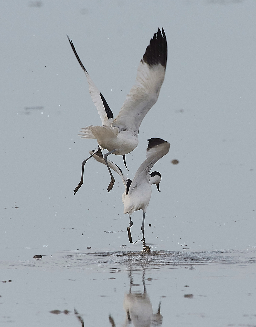 Avocet240518-84
