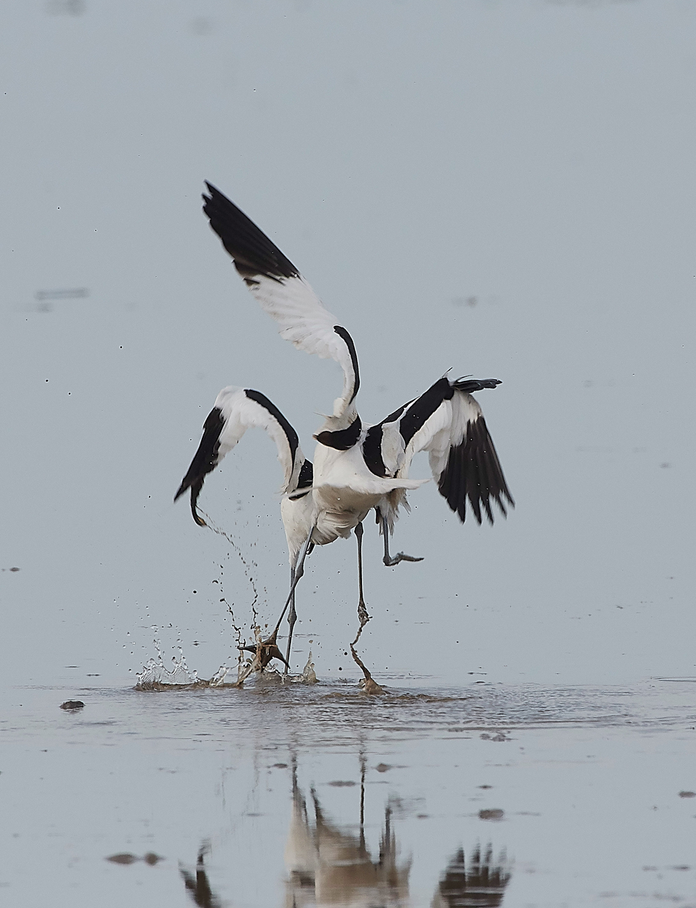 Avocet240518-85