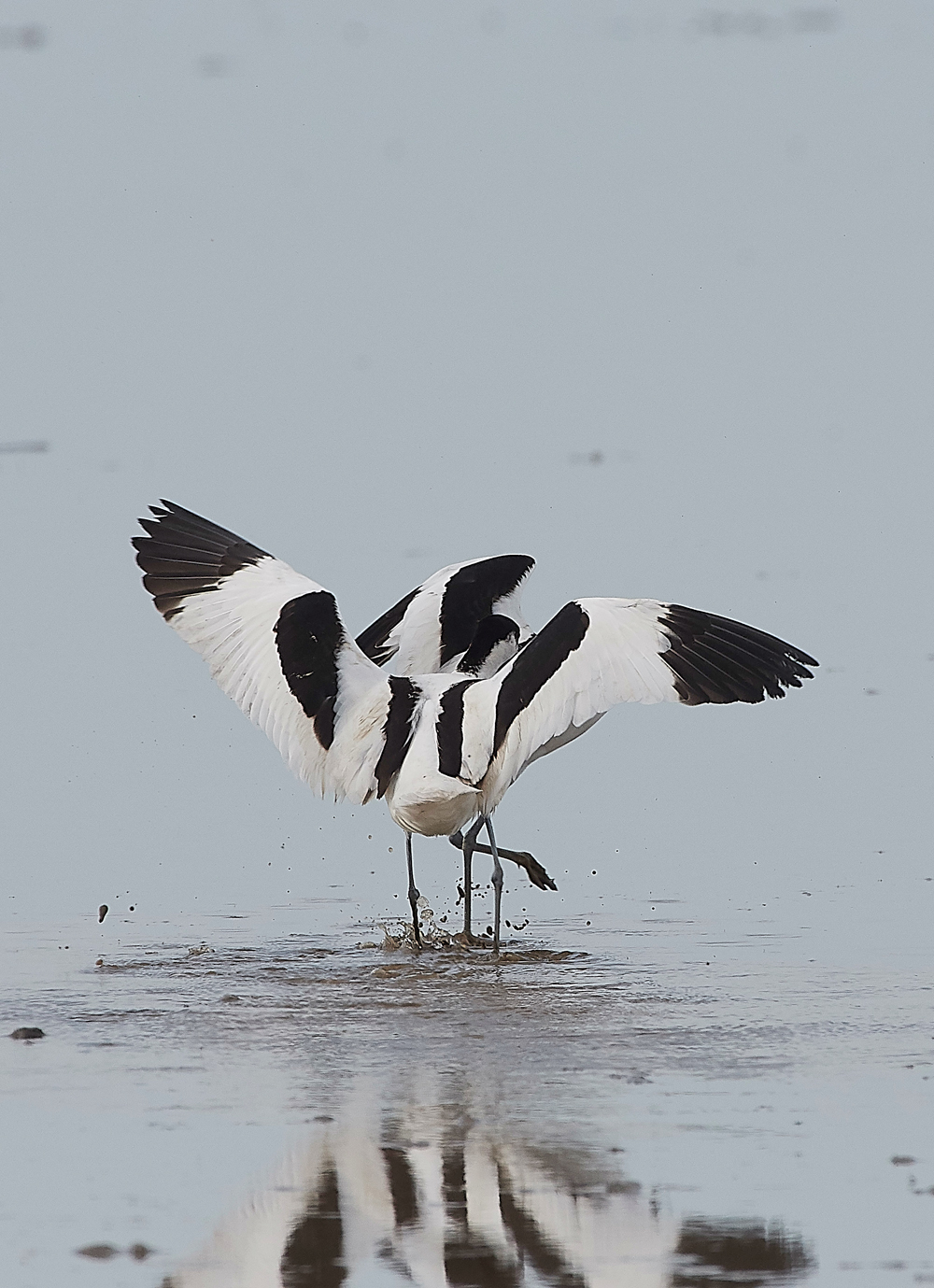 Avocet240518-86