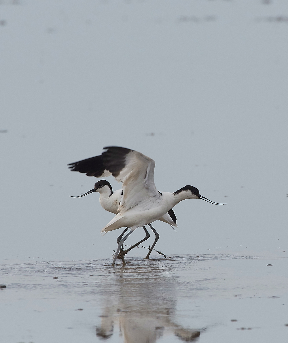 Avocet240518-87