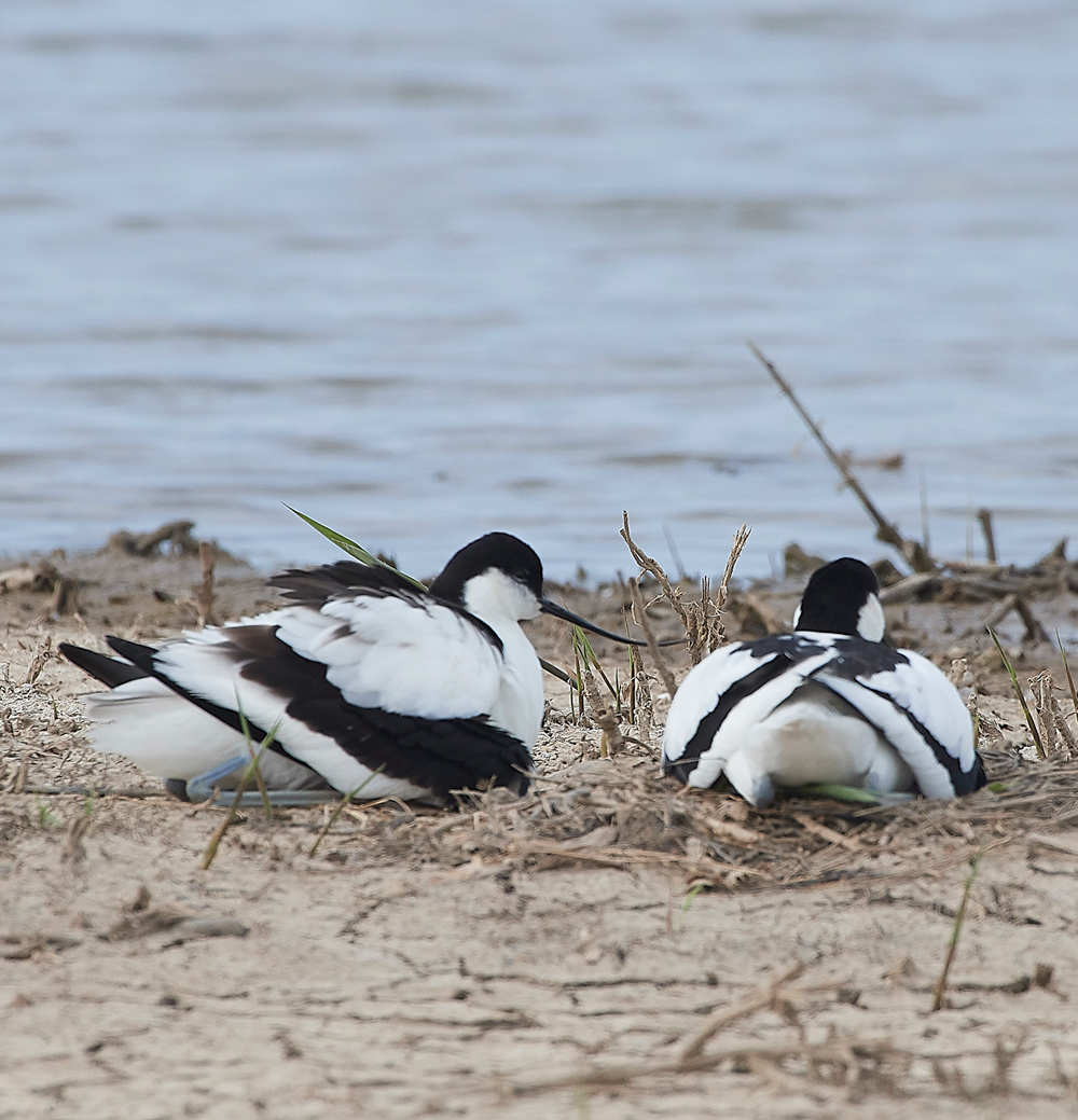 Avocet240518-88
