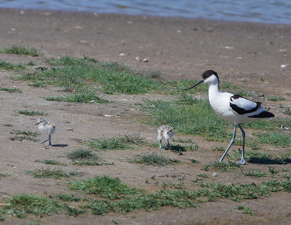 AvocetLeightonMoss280518-1