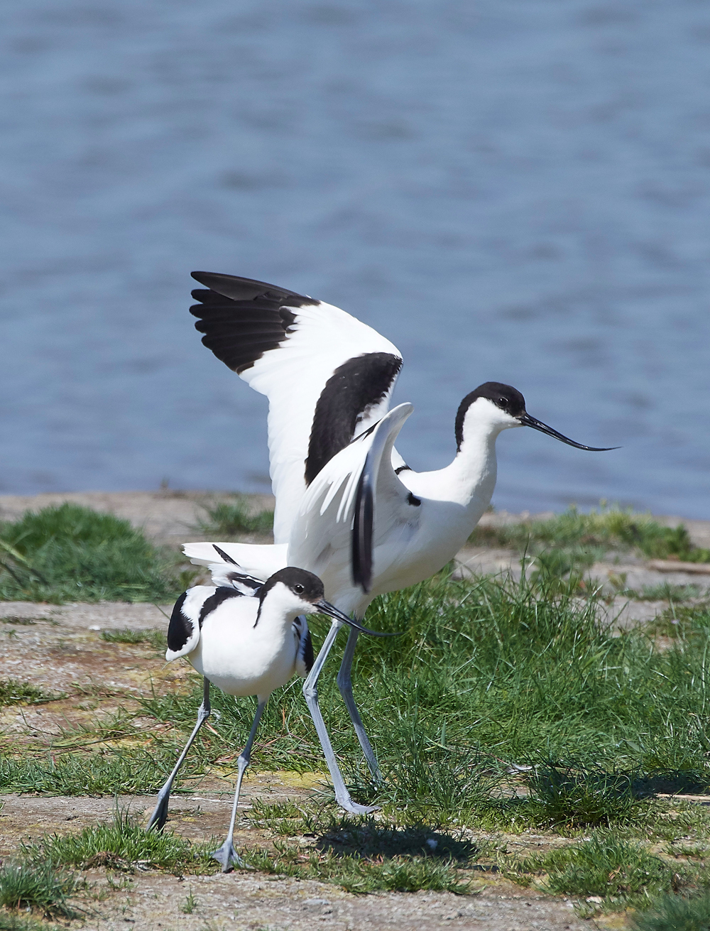 AvocetLeightonMoss280518-12