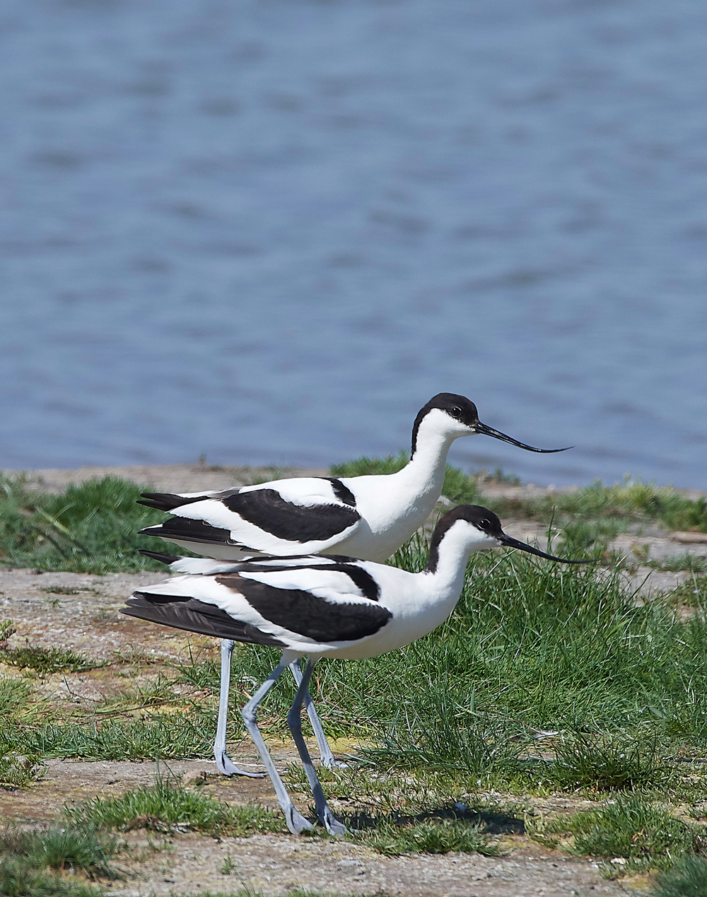 AvocetLeightonMoss280518-13