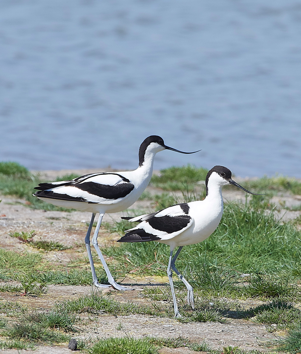 AvocetLeightonMoss280518-14