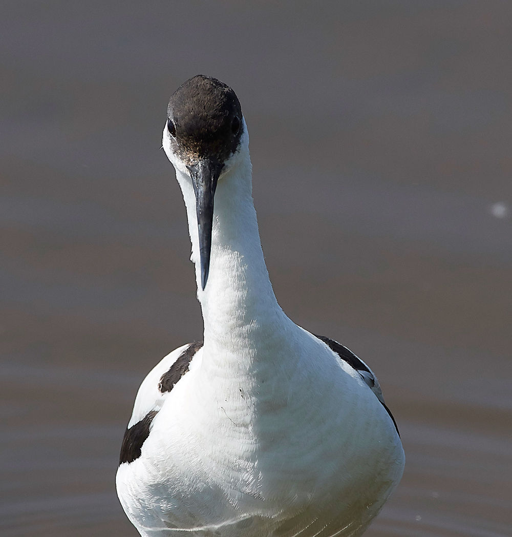 AvocetLeightonMoss280518-15