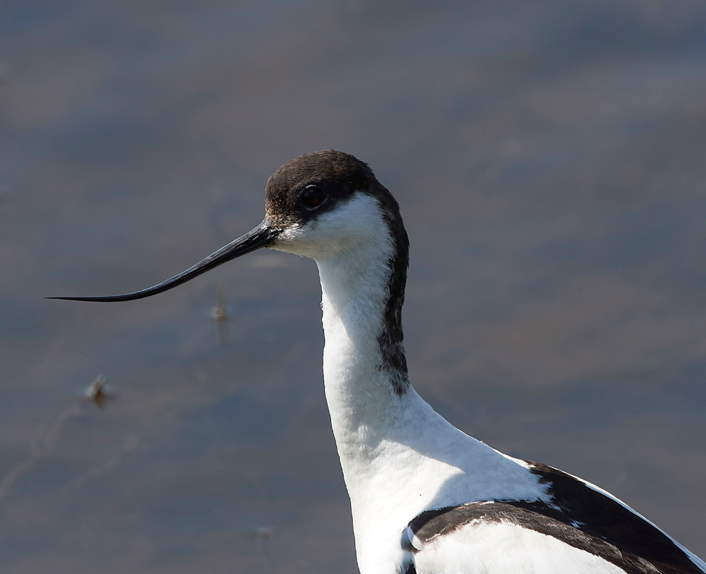 AvocetLeightonMoss280518-16