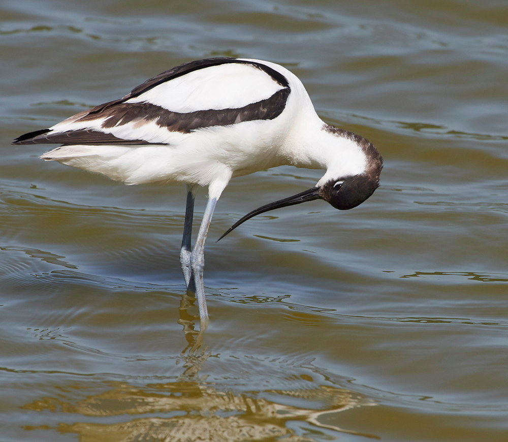 AvocetLeightonMoss280518-17