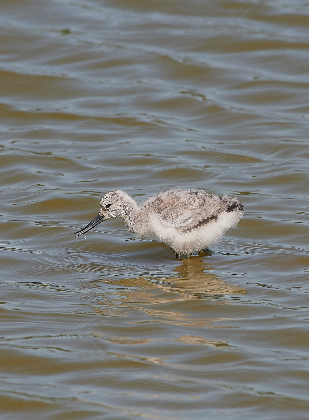 AvocetLeightonMoss280518-18