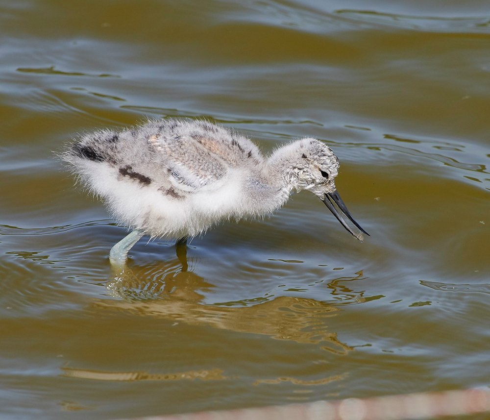 AvocetLeightonMoss280518-19