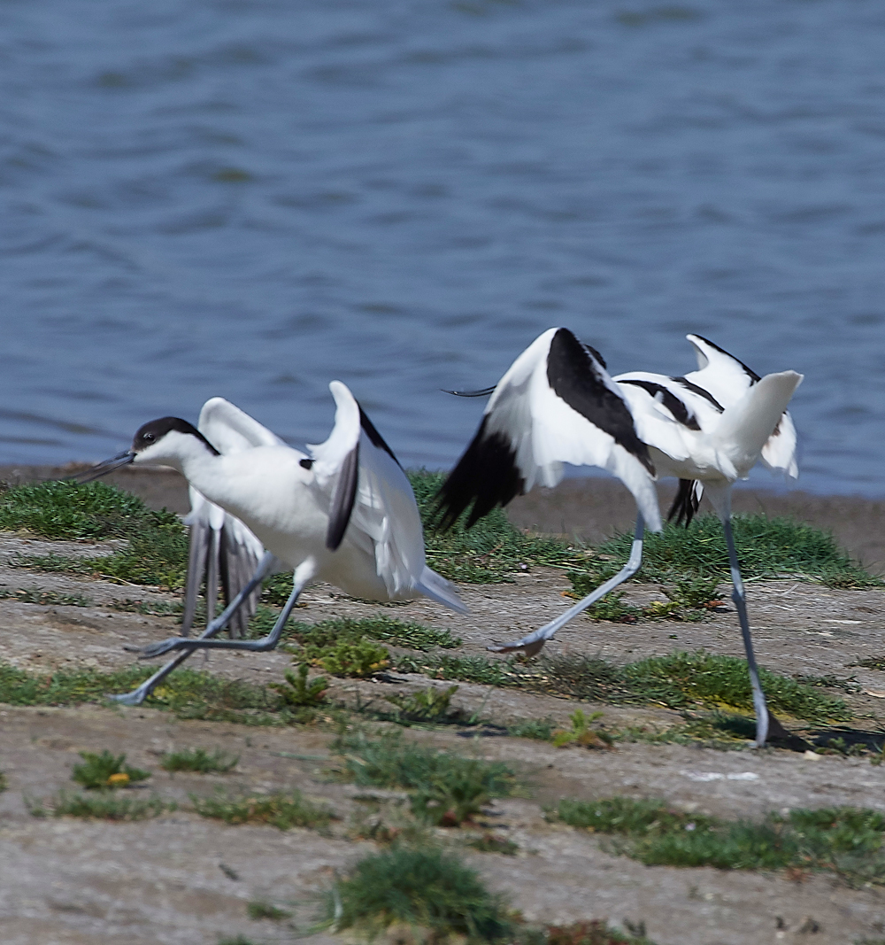 AvocetLeightonMoss280518-2