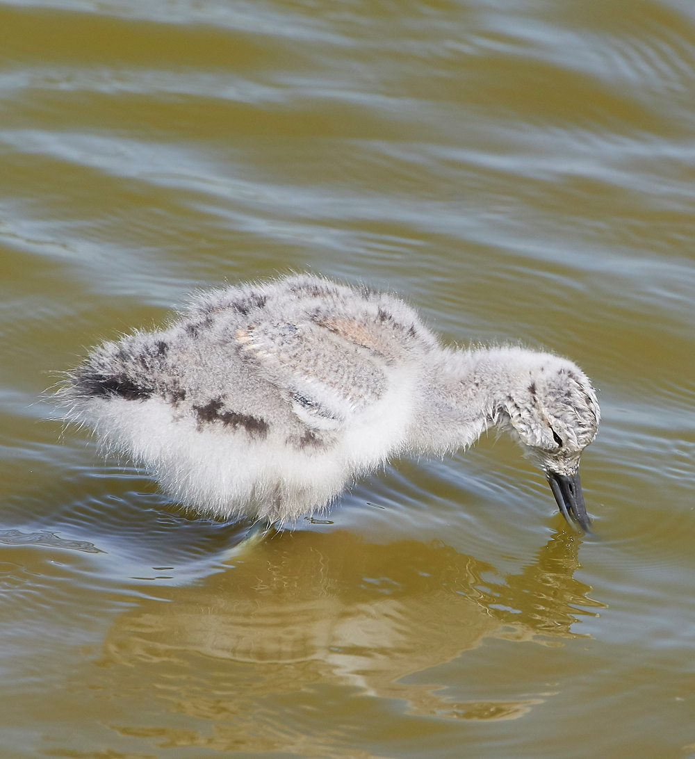 AvocetLeightonMoss280518-20
