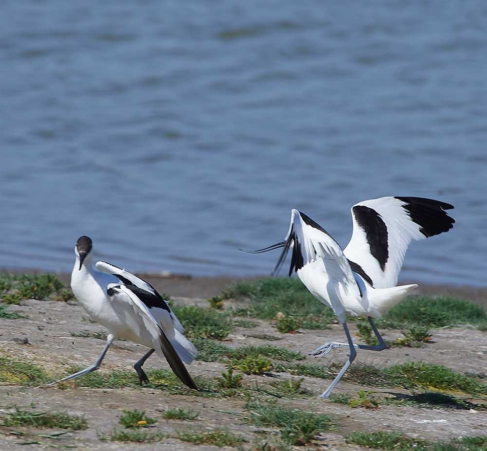 AvocetLeightonMoss280518-3