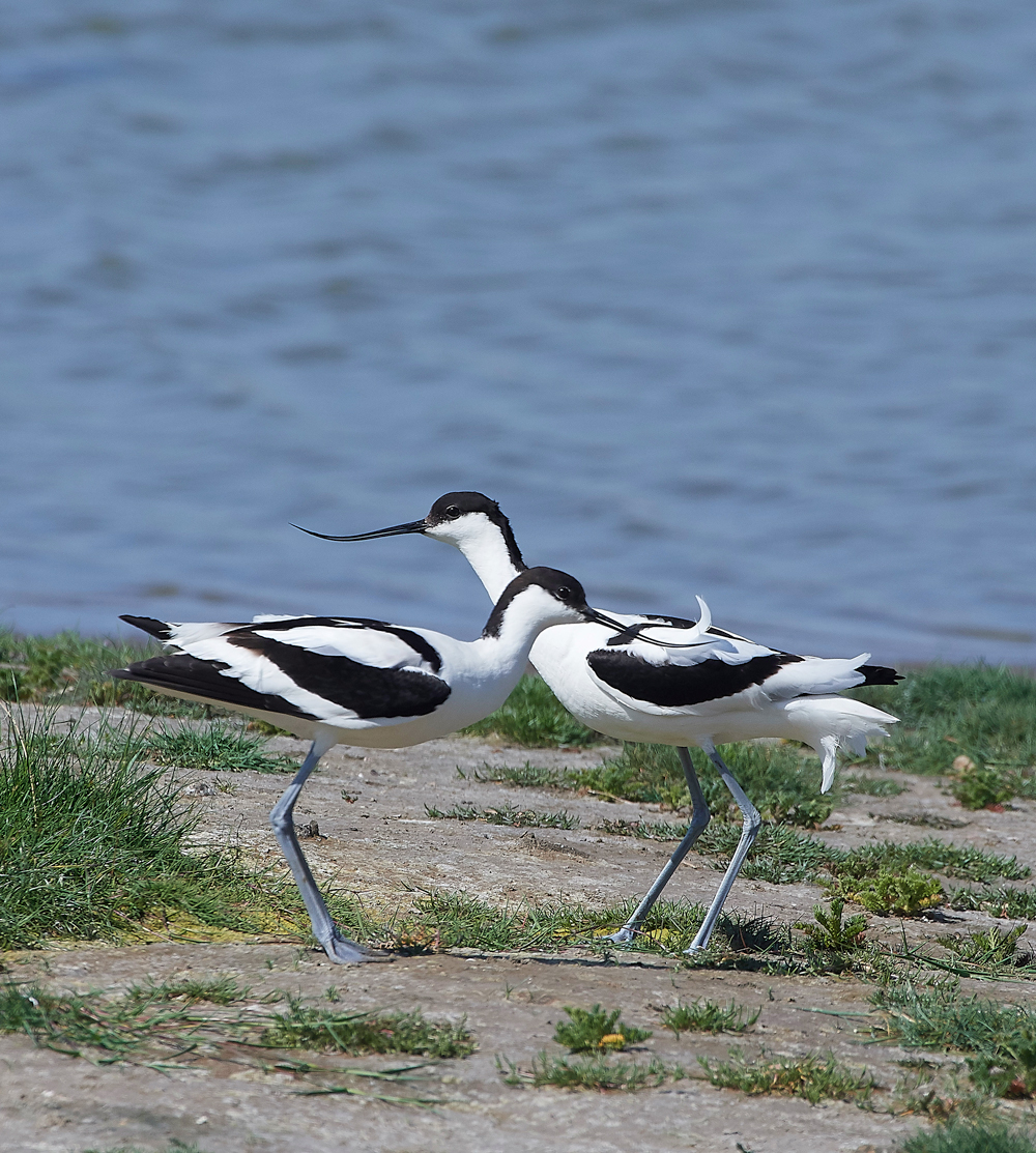 AvocetLeightonMoss280518-4