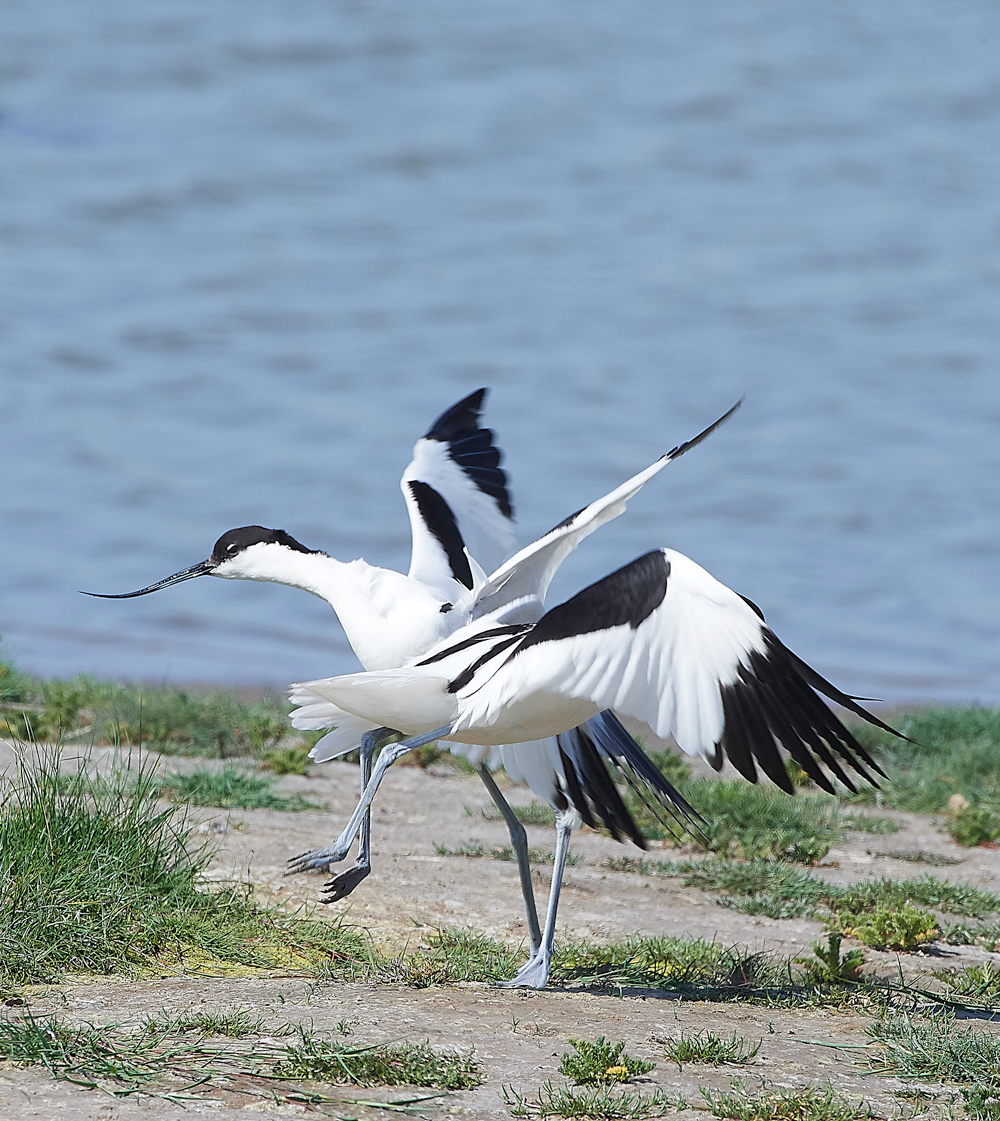 AvocetLeightonMoss280518-5