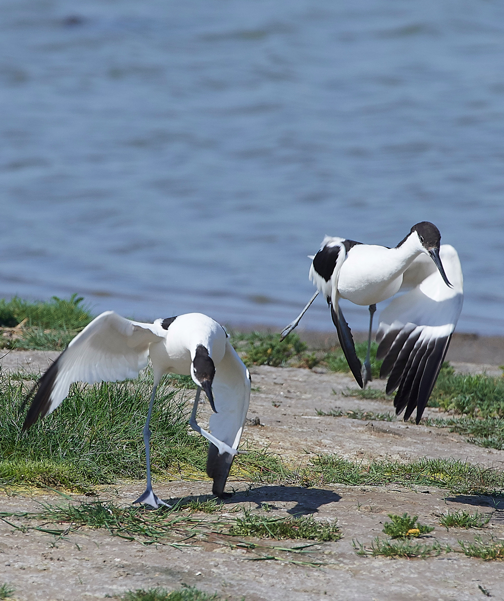 AvocetLeightonMoss280518-6
