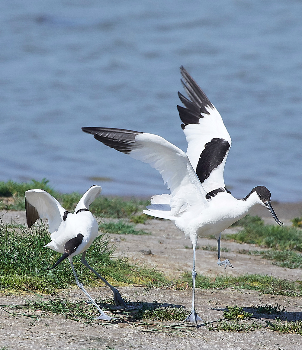 AvocetLeightonMoss280518-7
