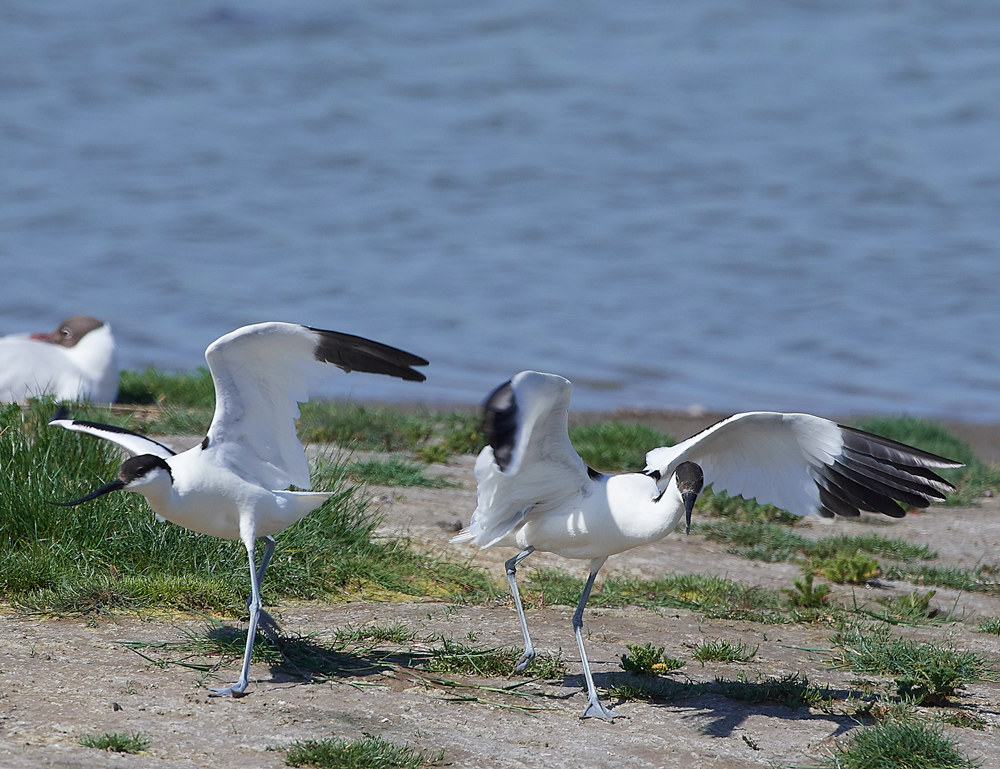 AvocetLeightonMoss280518-8