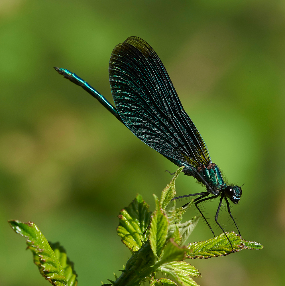 BeautifulDamselfly240718-2