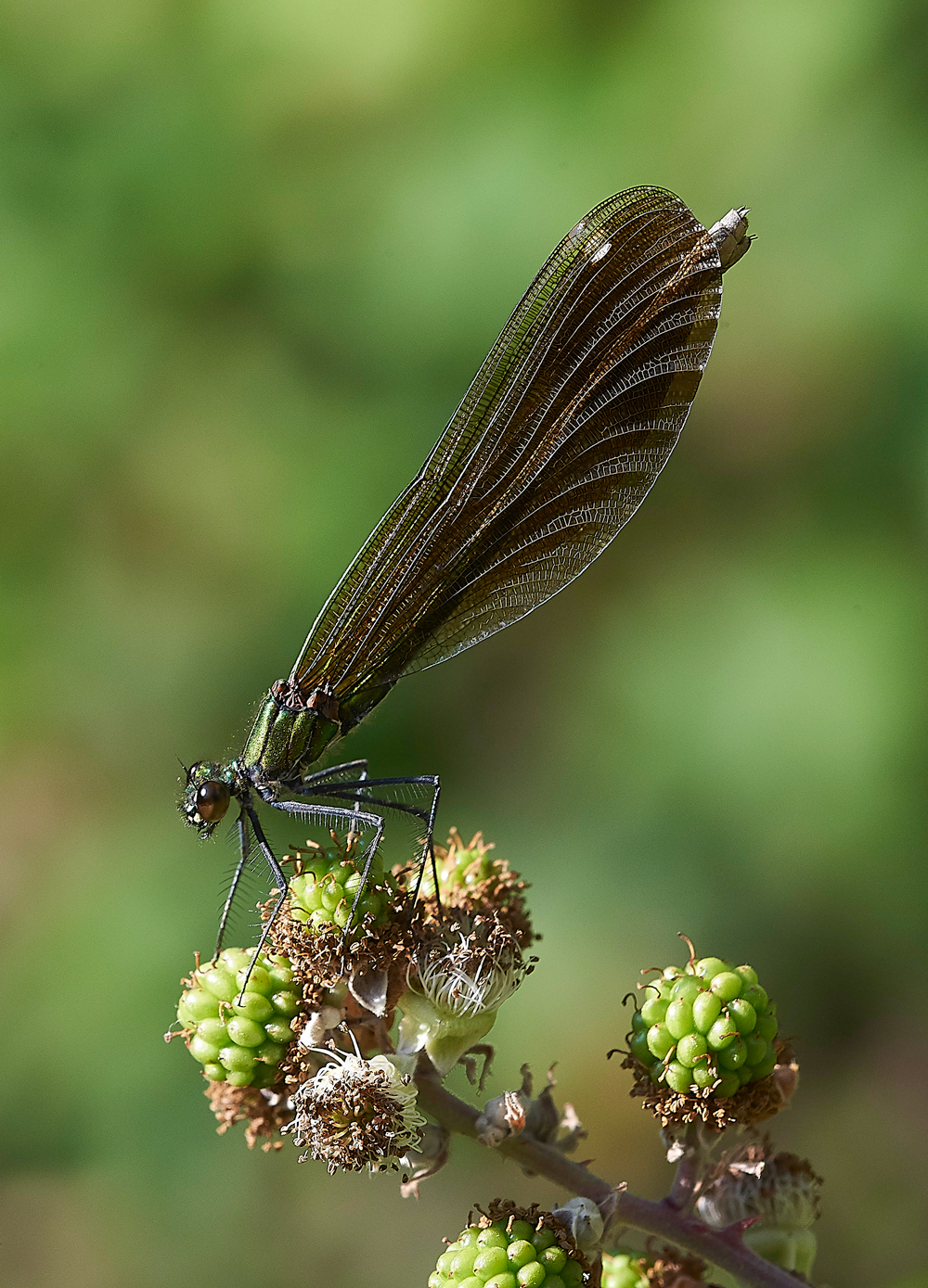 BeautifulDamselfly240718-3