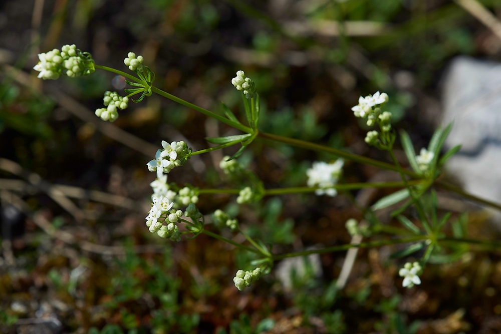BedstrawGaitbarrows280518-1