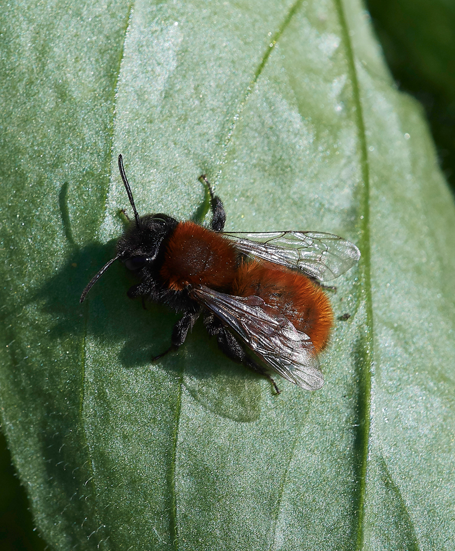 Bee010518-2