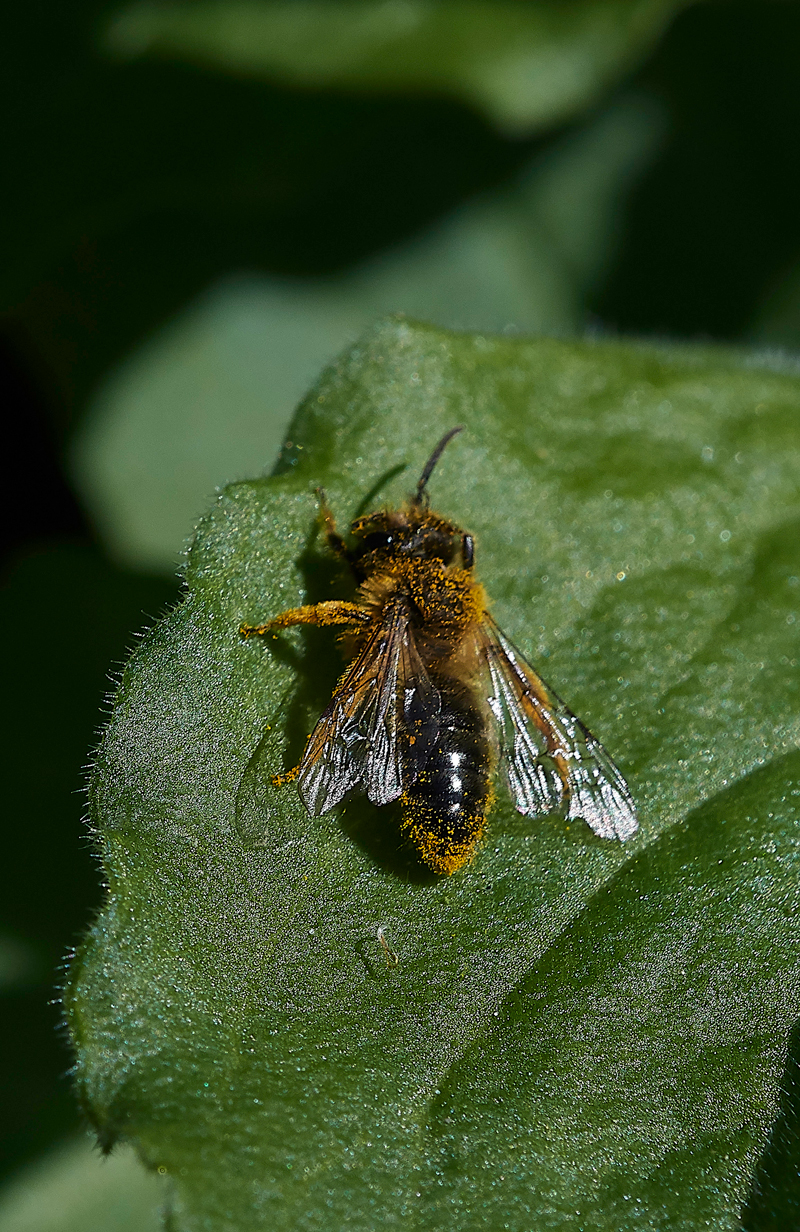 Bee010518-3