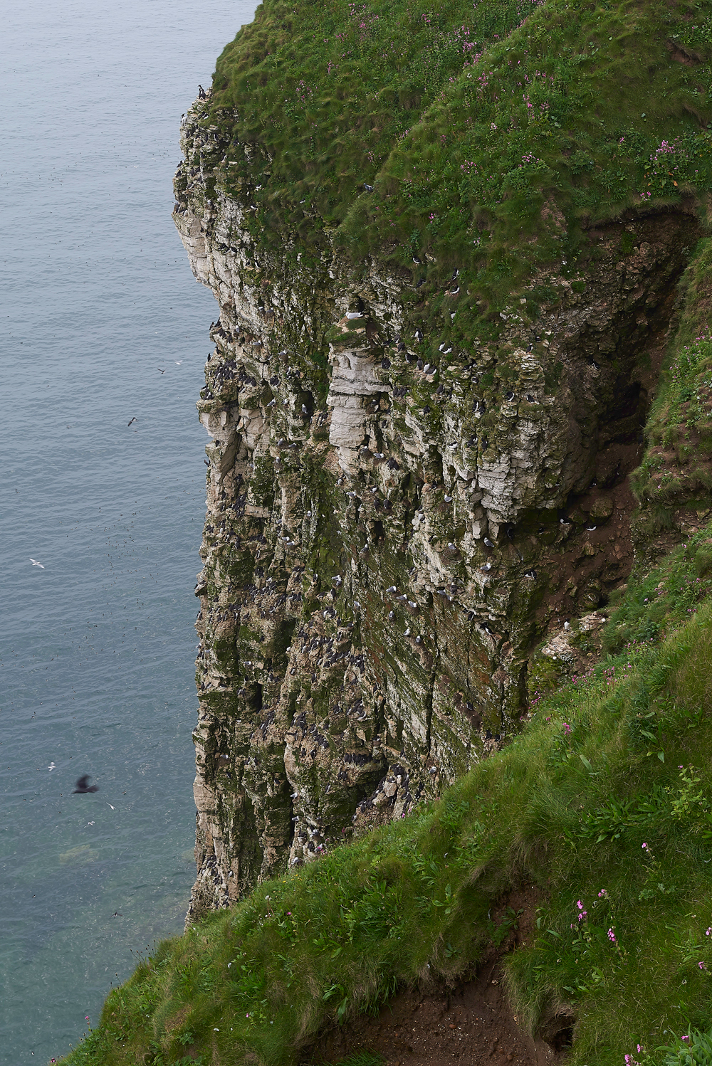 BemptonCliffs020618-2