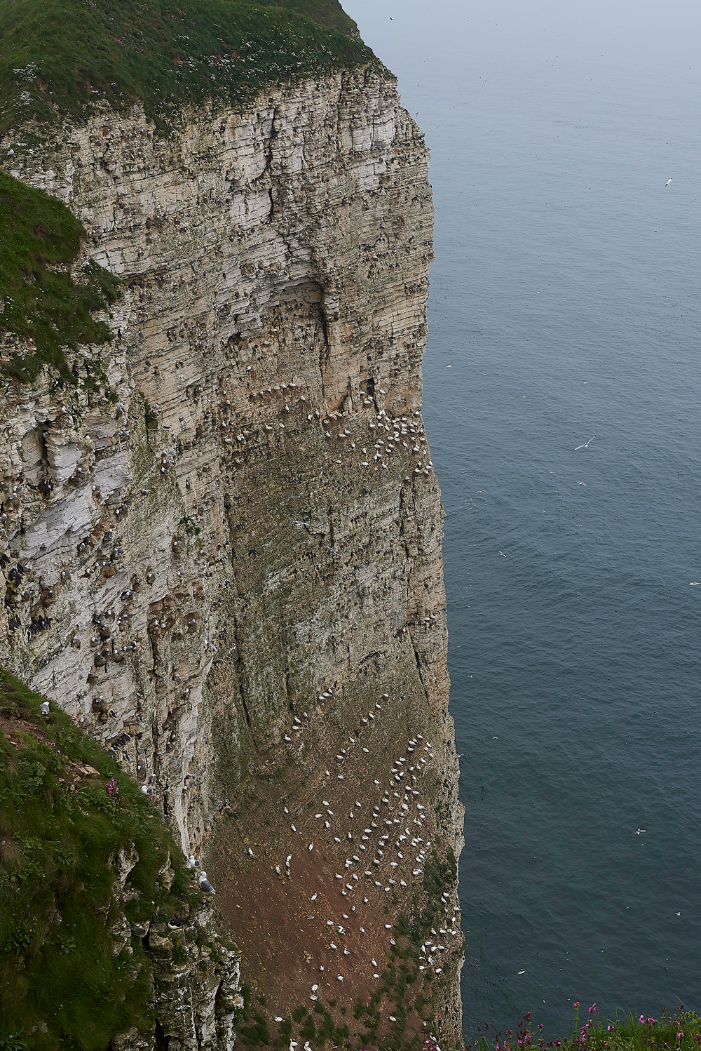 BemptonCliffs020618-3