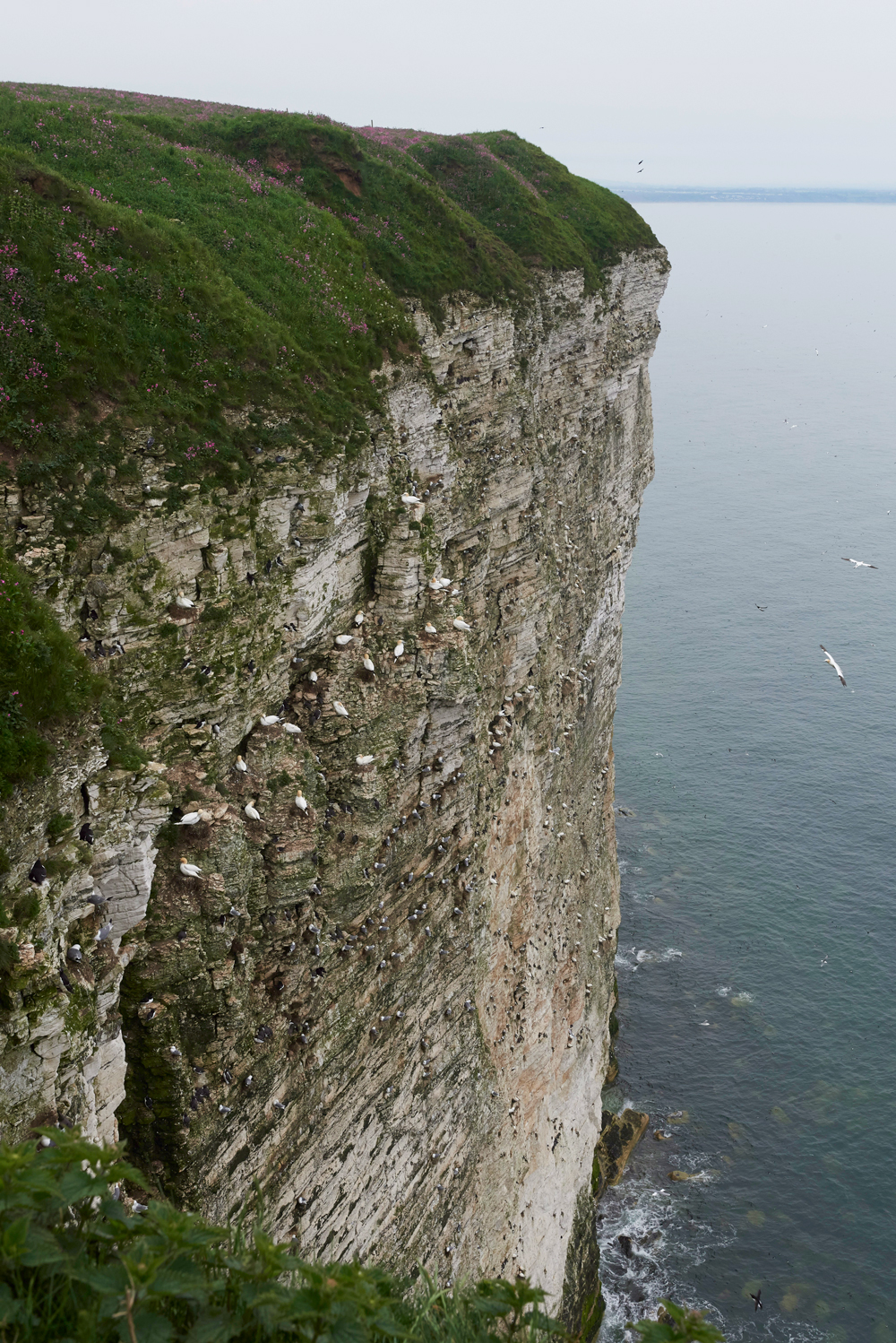 BemptonCliffs020618-8