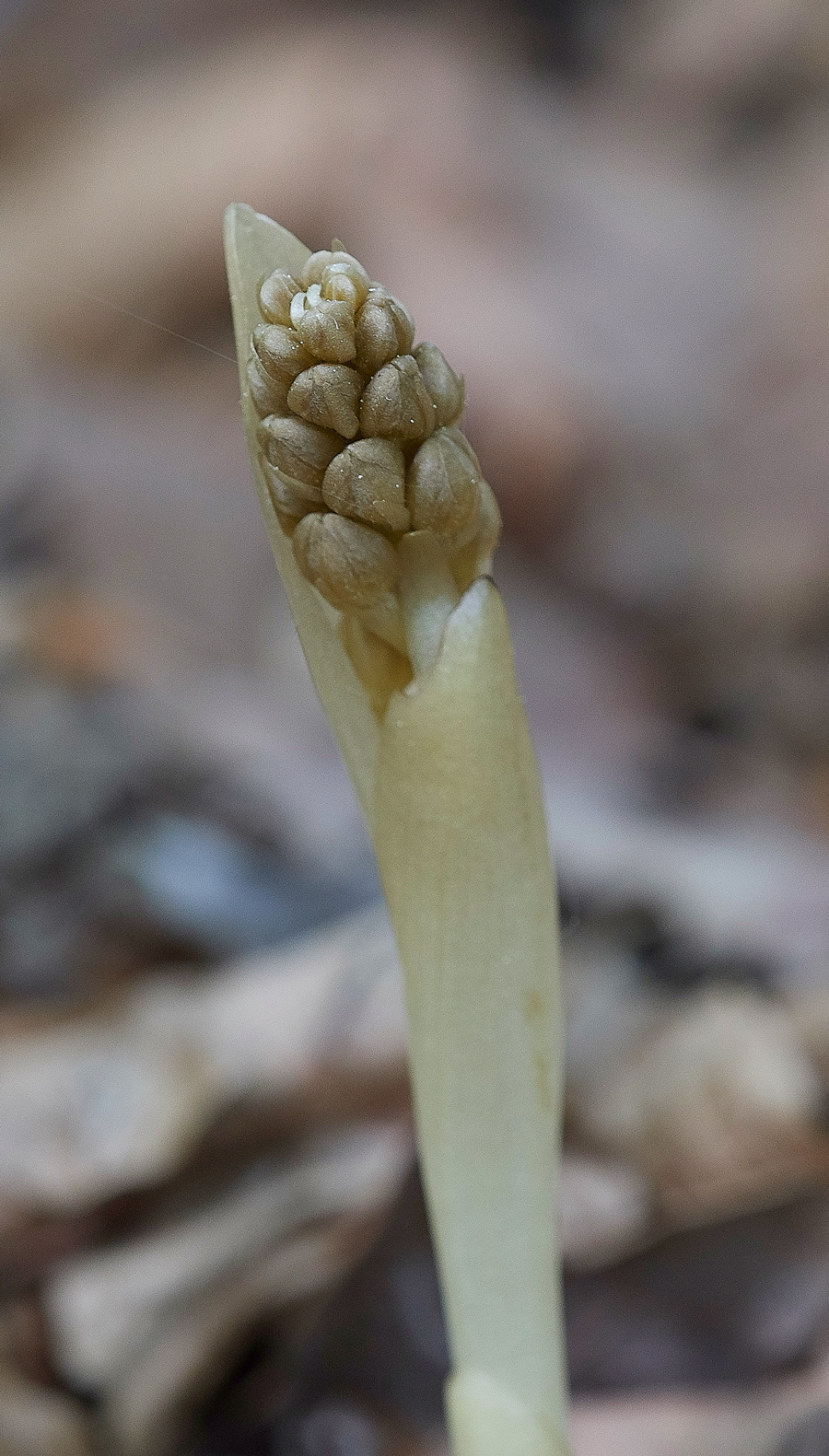 Bird&#39;sNestOrchid080518-1