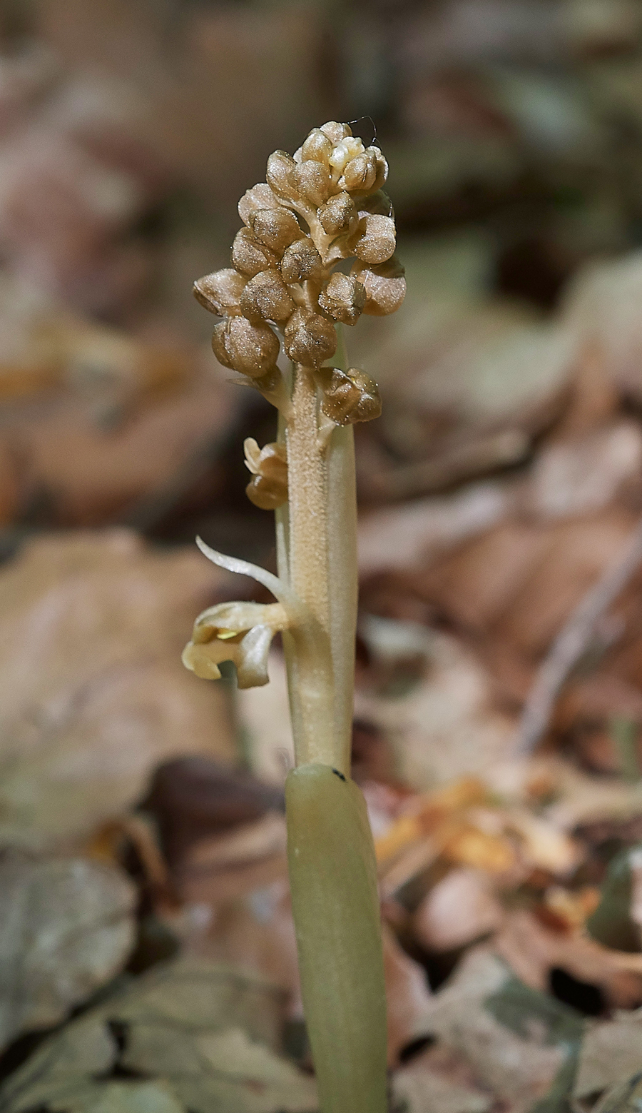 Bird&#39;sNestOrchid080518-3