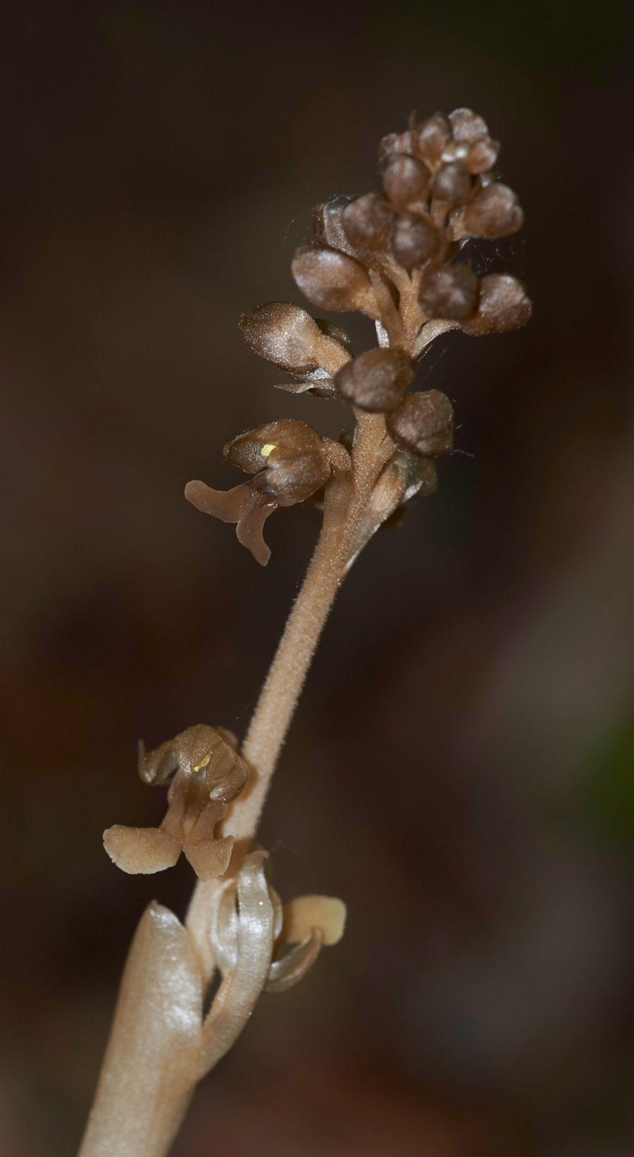 Bird&#39;sNestOrchid170518-1