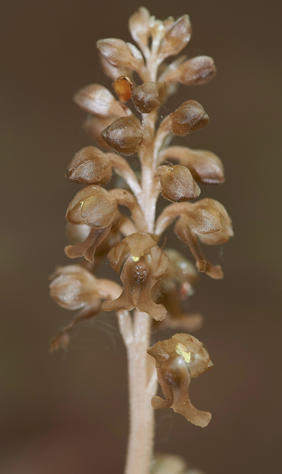 Bird&#39;sNestOrchid170518-3