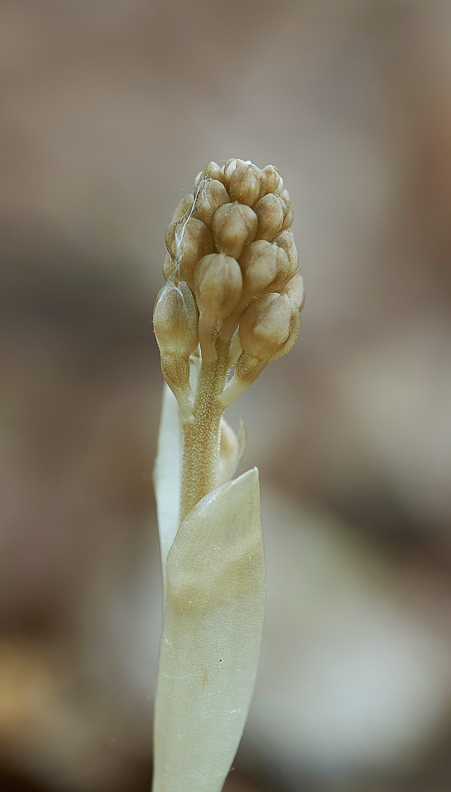 Bird&#39;sNestOrchid170518-4