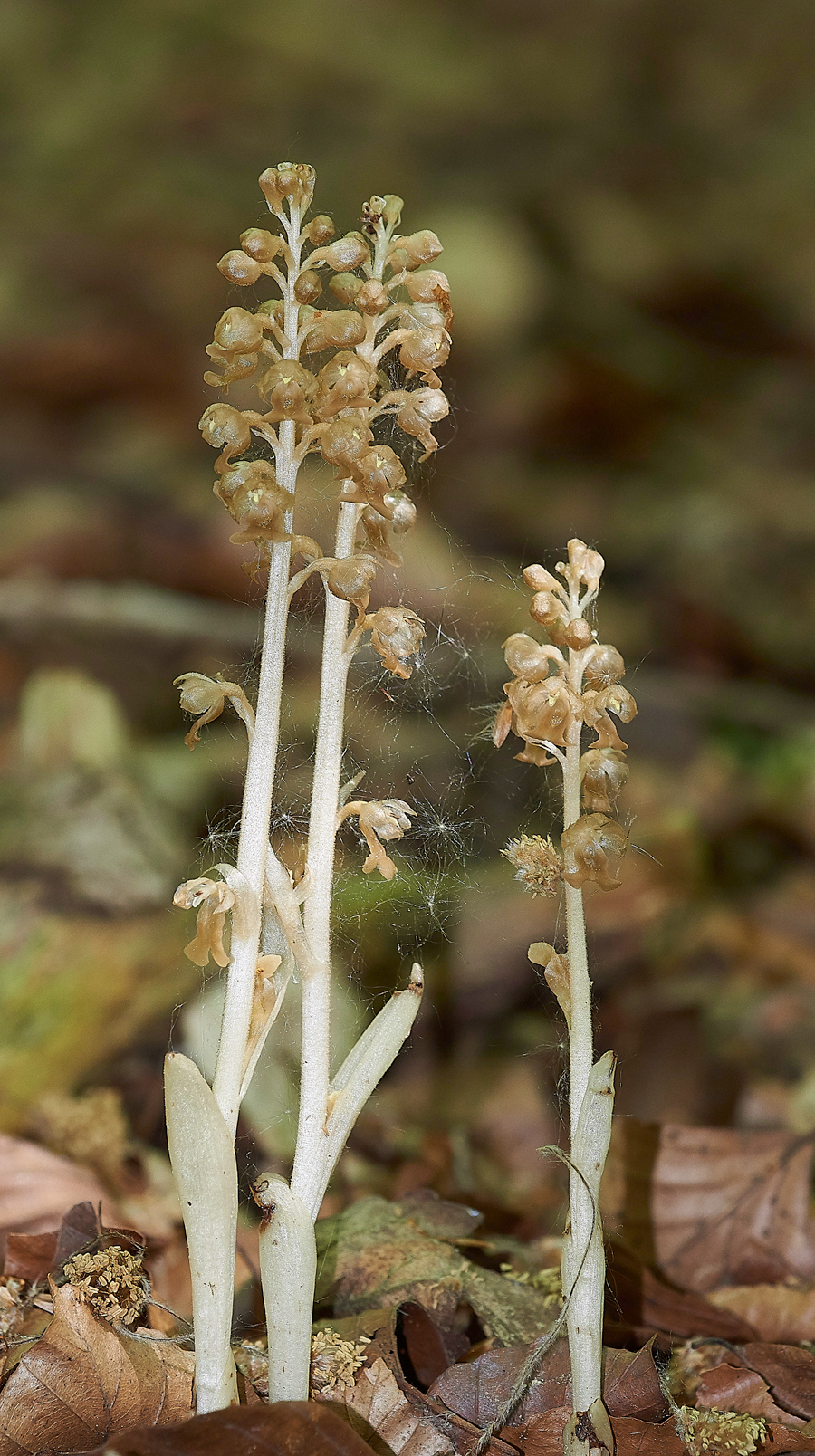 Bird&#39;sNestOrchid180517-2