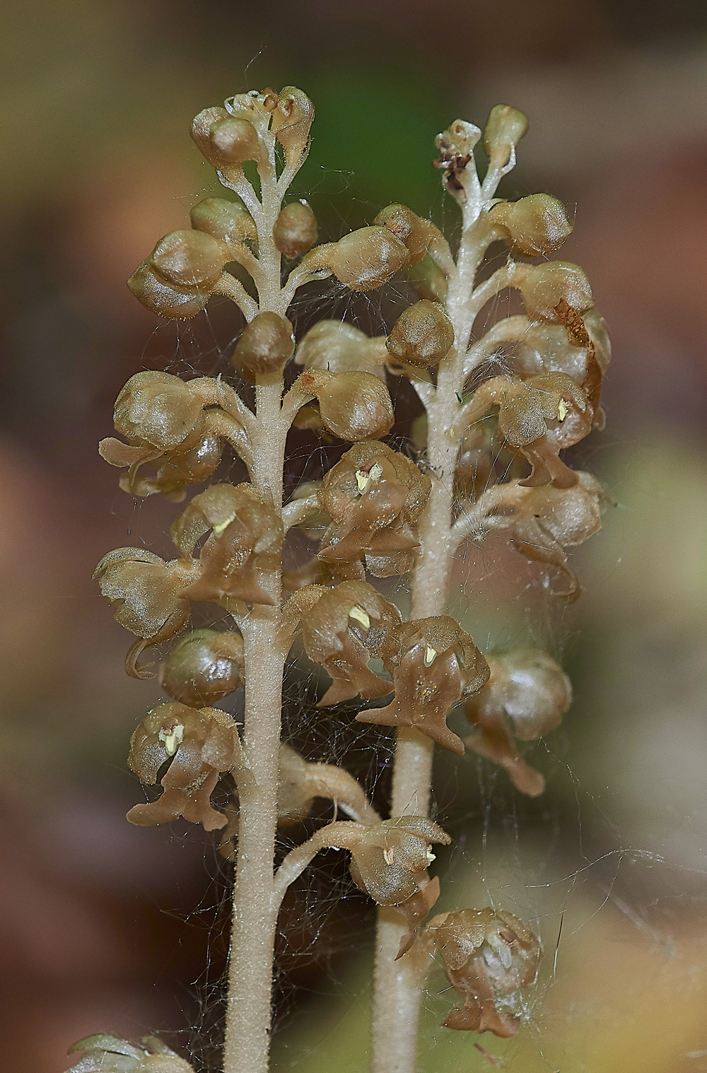 Bird&#39;sNestOrchid180517-3