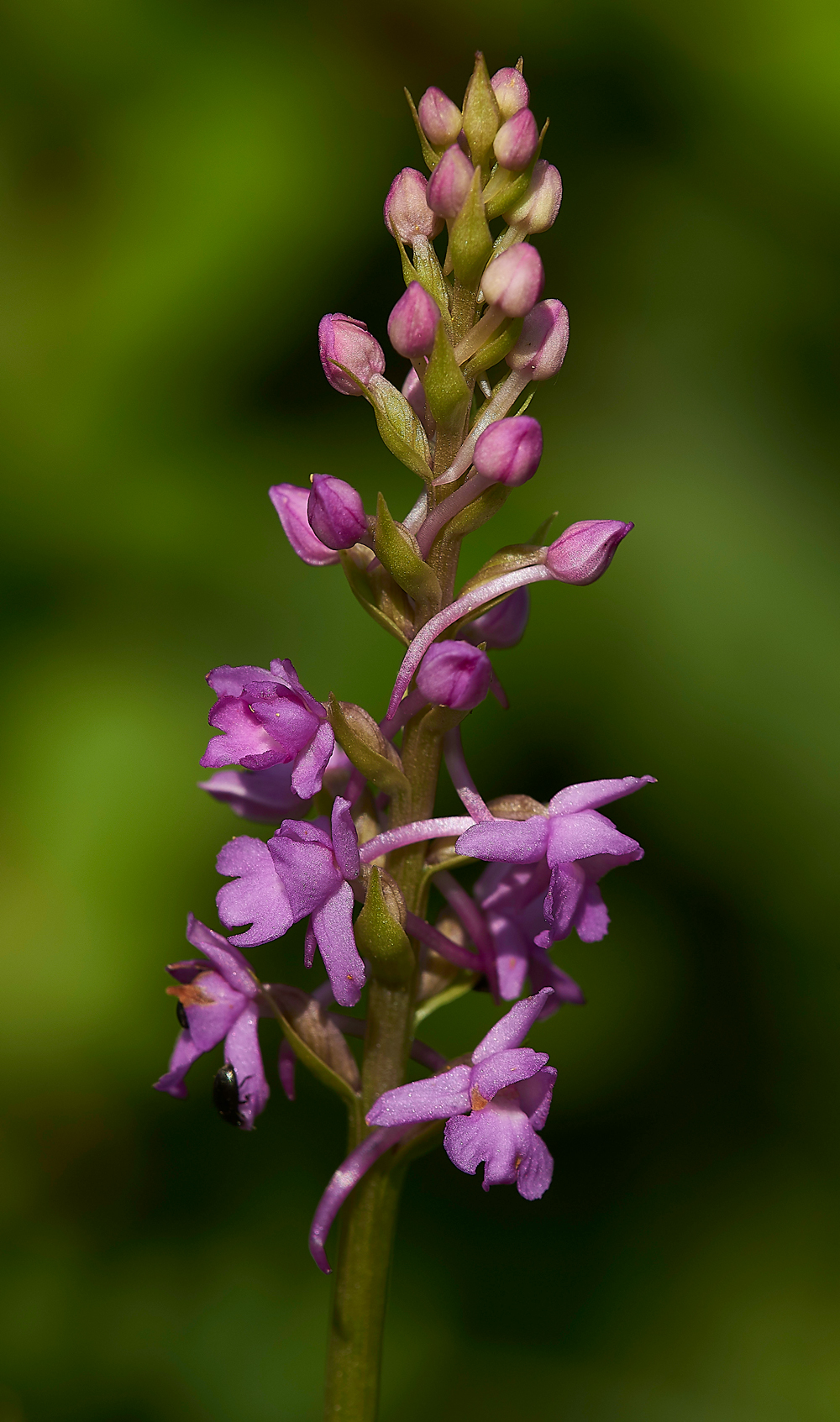 BishopMiddlehamQuarryChalkFragrantOrchid130718-1