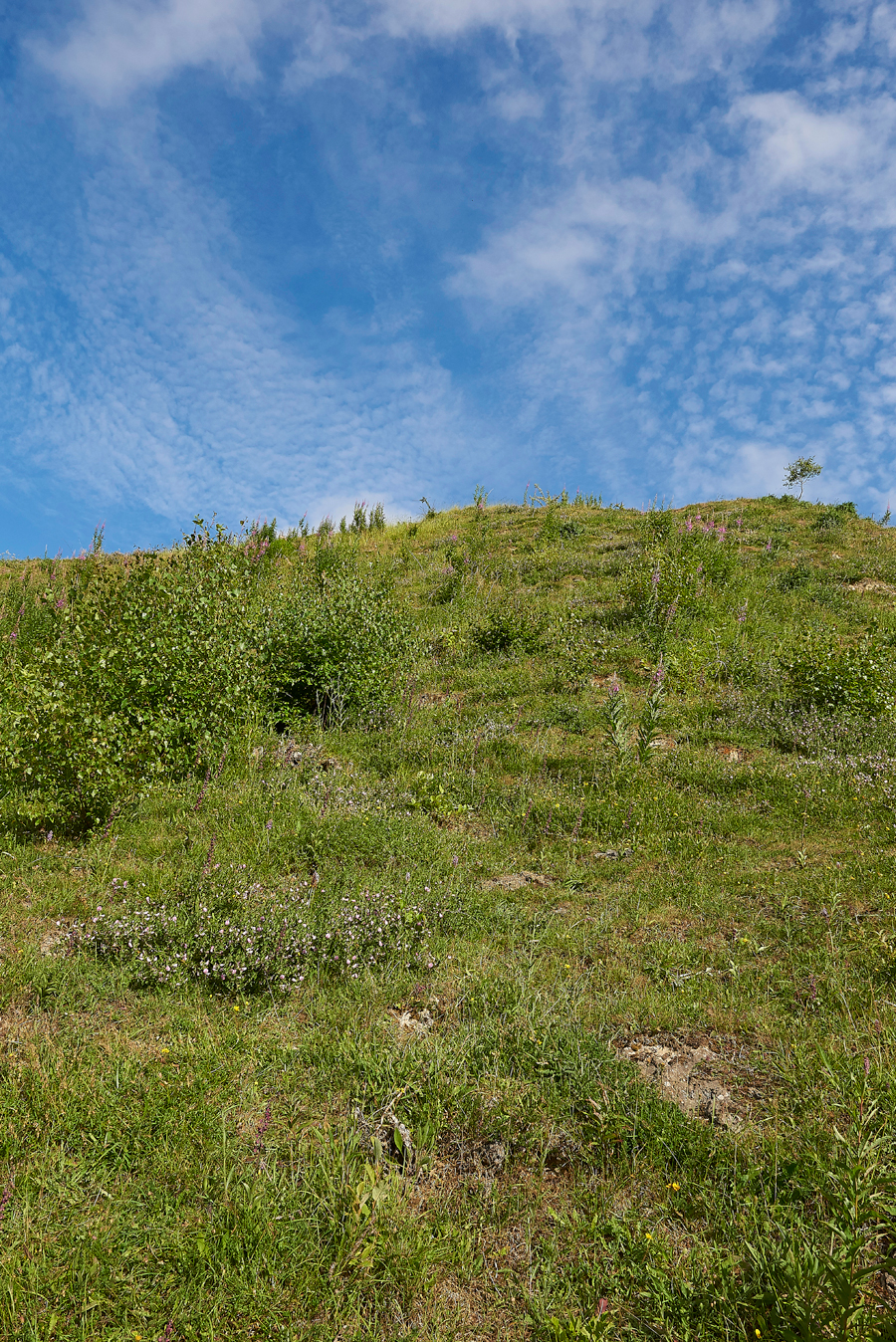 BishopMiddlehamQuarryDarkRedHelleborine120718-1