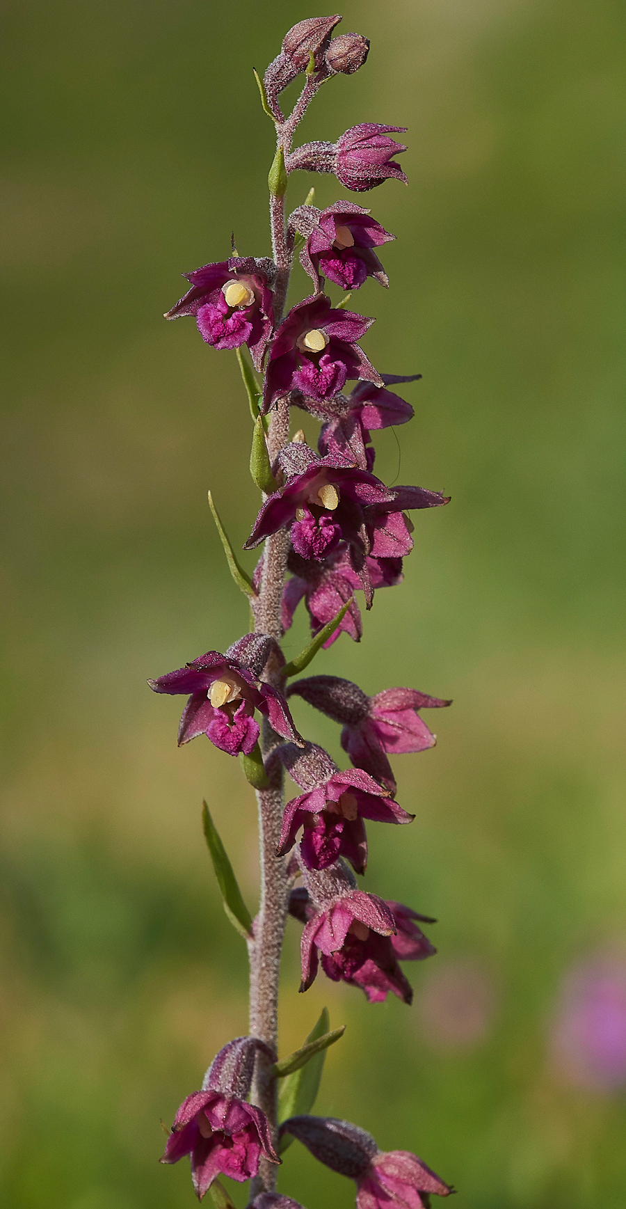 BishopMiddlehamQuarryDarkRedHelleborine120718-10