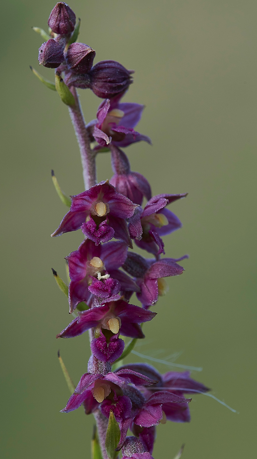 BishopMiddlehamQuarryDarkRedHelleborine120718-12
