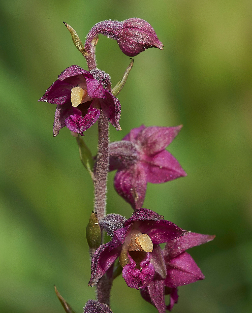 BishopMiddlehamQuarryDarkRedHelleborine120718-13