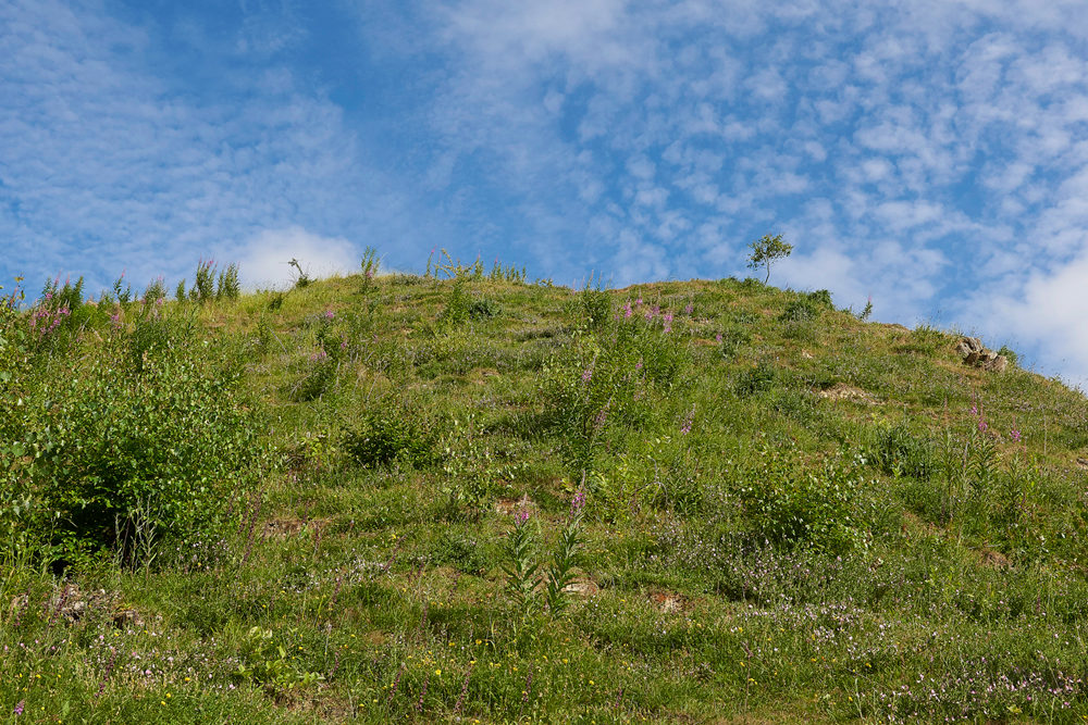 BishopMiddlehamQuarryDarkRedHelleborine120718-2