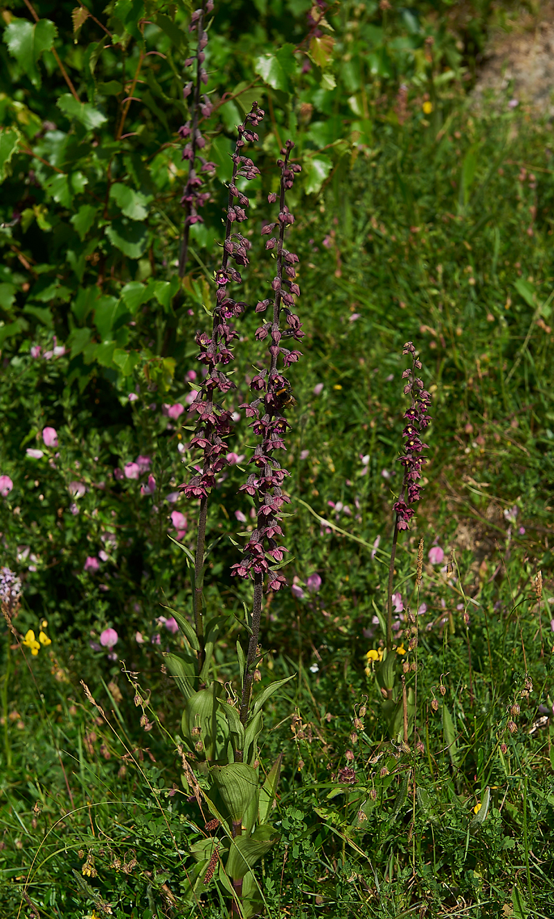BishopMiddlehamQuarryDarkRedHelleborine120718-3