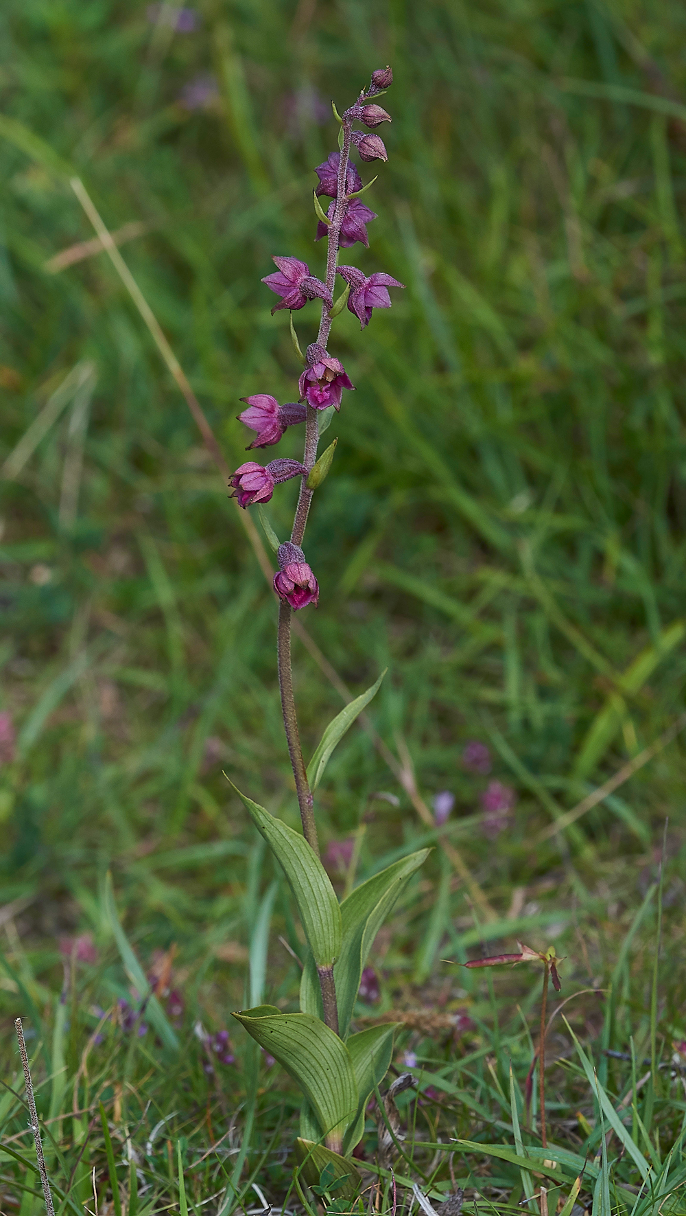 BishopMiddlehamQuarryDarkRedHelleborine120718-4
